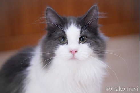 販売中の愛知県のノルウェージャンフォレストキャット-99492